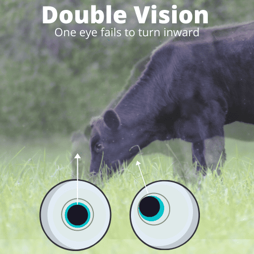 Double Vision Graphic cow overlaid with a faint blurry cow and eyes below showing the pupil alignment for double vision