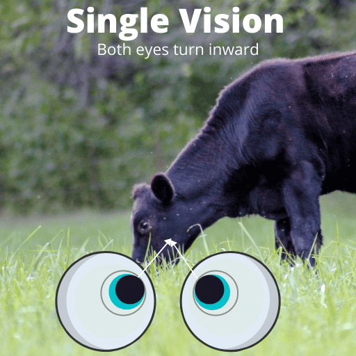 Single Vision Graphic image of one cow in focus with two eyeballs looking at the cow to demonstrate proper pupil alignment needed for the visual system to function in synch with the auditory system