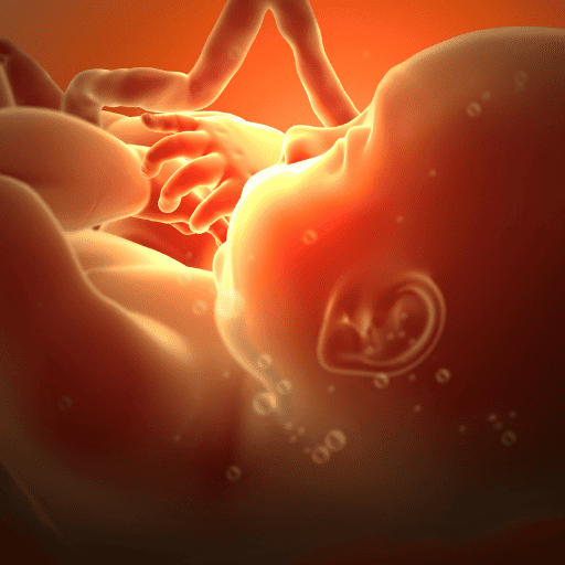 baby in utero with hearing system developed