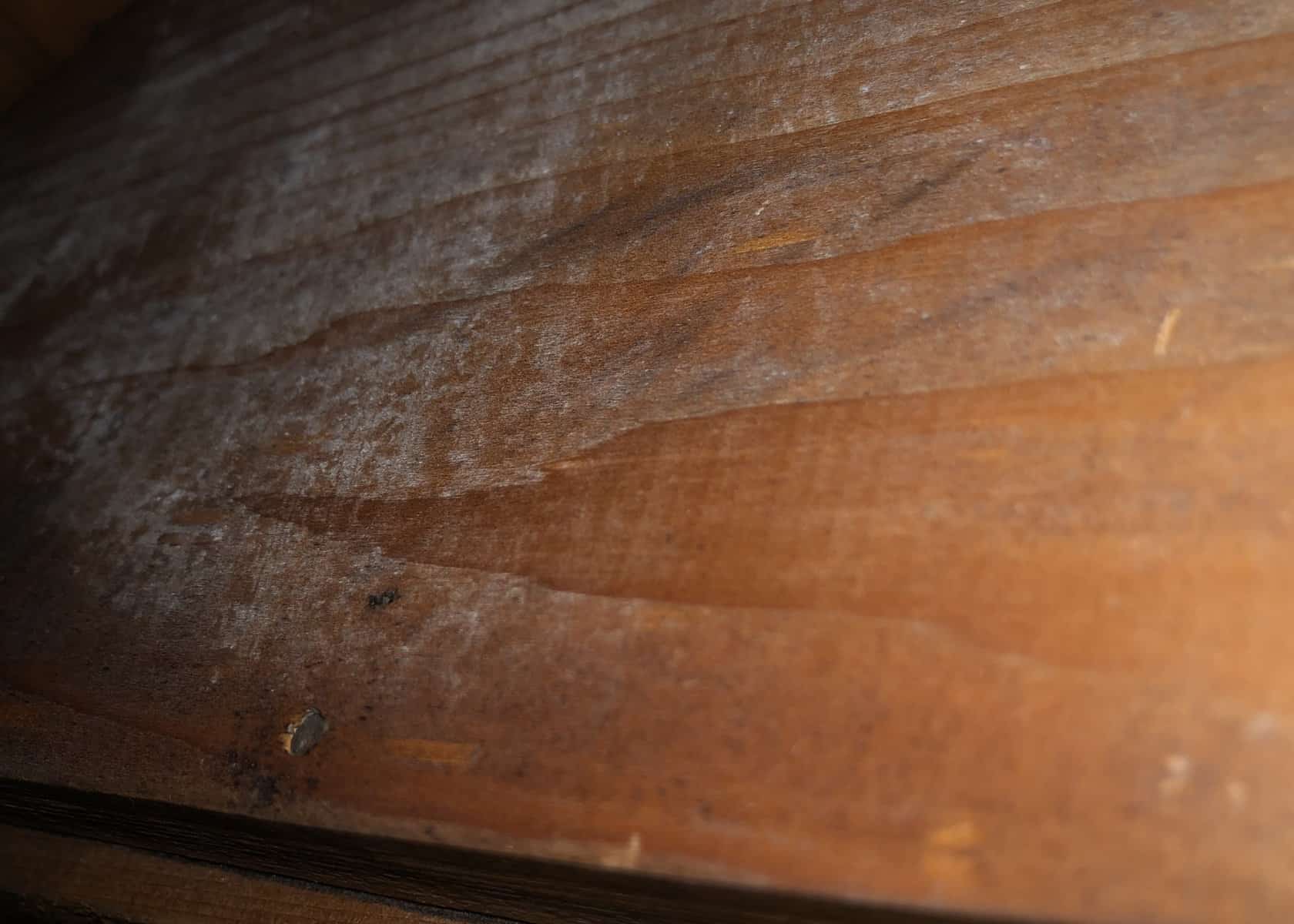 penicillin mold growing on the walls of a cedar closet