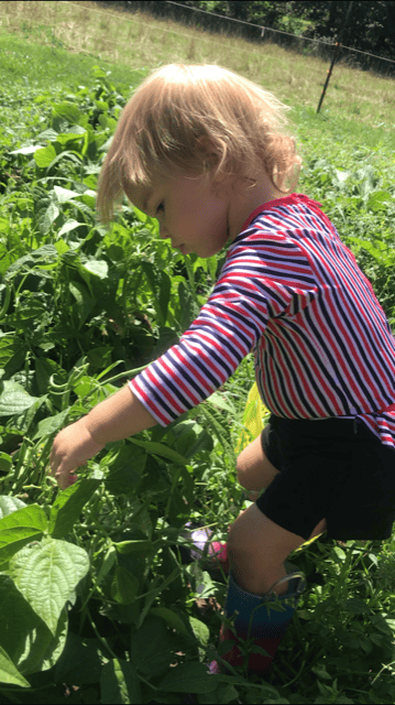 A little girl who is a toddler picking green beans in the garden. She is wearing a red, white, and blue striped long sleeve swimsuit with black shorts and rainboots. She is standing with her feet should width apart slightly bent over looking at the bean she is picking.  