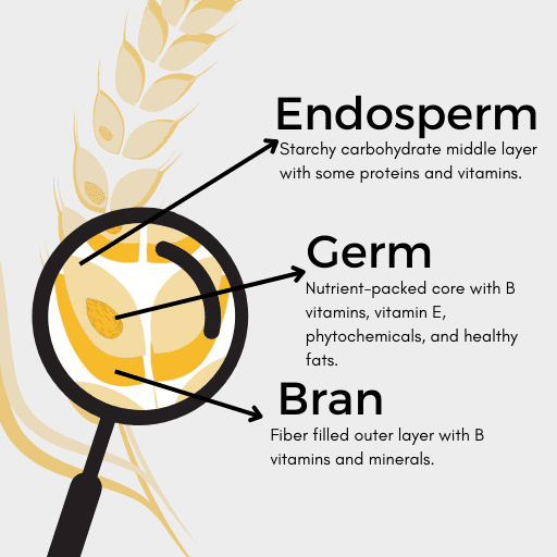info graphic of a grain of wheat detailing the endosperm, germ, and bran