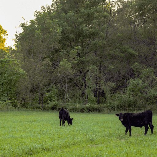 black angus steers in a green pasture with trees in the background 