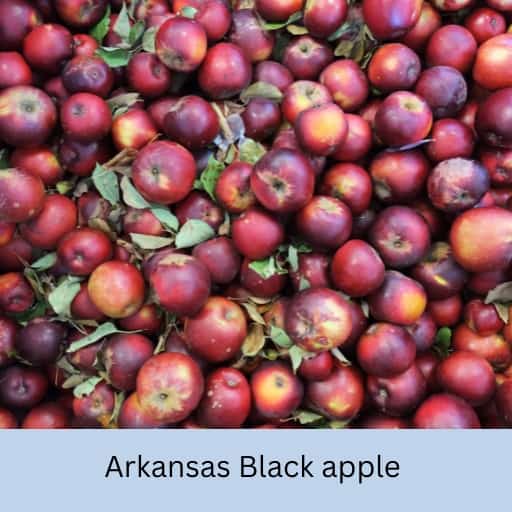 Arkansas Black Apple