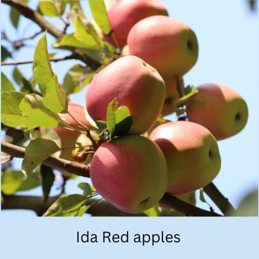 Ida Red apples on a tree